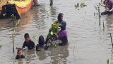 Hari Mangrove se-Dunia, Dishut Sulsel Tanam 2.000 Bibit Mangrove